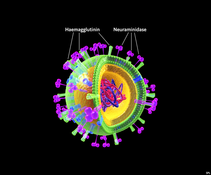 Нейраминидаза вируса гриппа. Нейраминидаза это микробиология. Нейраминидаза гриппа. Вирус гриппа. Нейраминидаза и гемагглютинин гриппа.